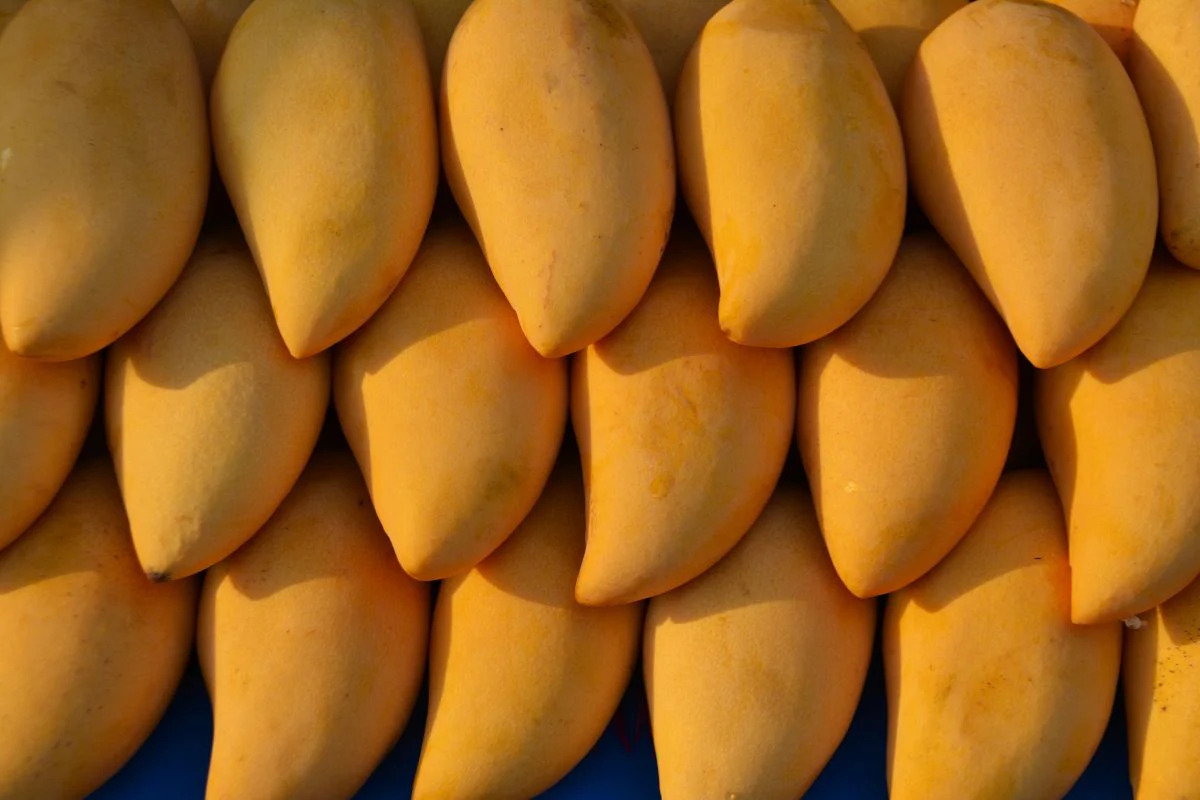 Buy Export Quality Chaunsa Mango