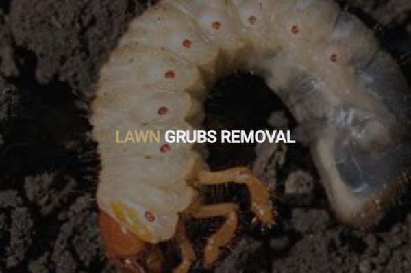 termites